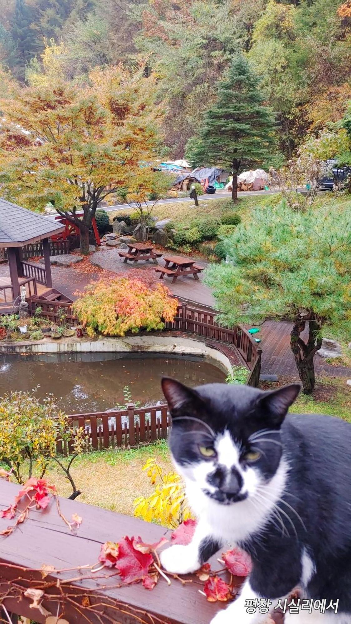 Sisilli Pension Pyeongchang Exterior photo
